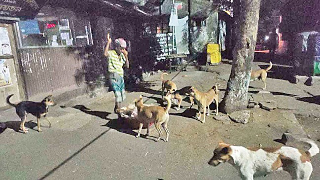 飢えた野良犬のそばに立つ