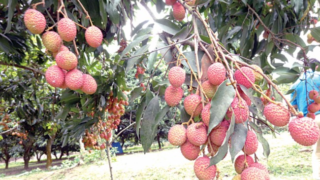 ライチの栽培者は今年、記録的な低収量を恐れています