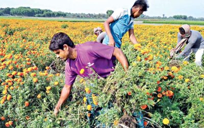 ジェナイダの花の栽培者はその矢面に立つ
