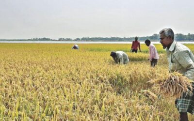 ハオール地域の農民は喜びで刈り取ります