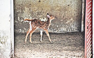 Durgasagarミニ動物園は赤ちゃん鹿を歓迎します
