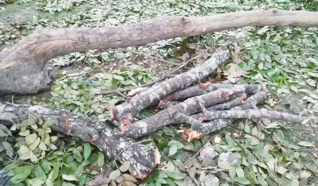 ウアザラ教区の敷地から略奪された樹齢40年のマホガニーの木