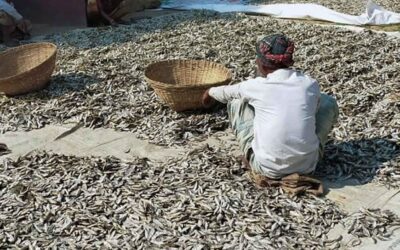 ネトラコタで明るい見通しを見ている季節の魚の乾燥