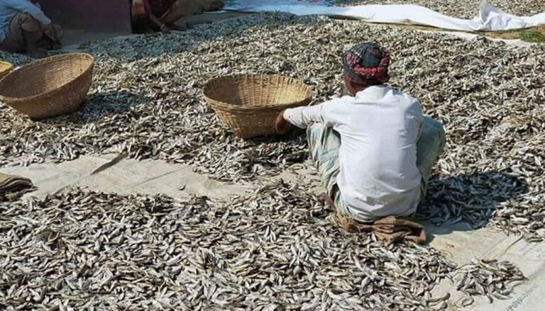 ネトラコタで明るい見通しを見ている季節の魚の乾燥