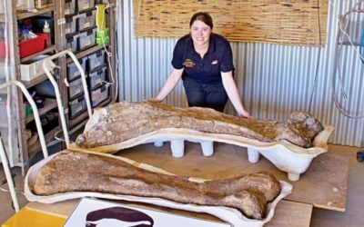オーストラリア最大の恐竜、新種