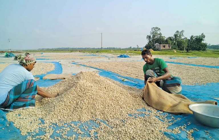 ピーナッツは、シラージガンジのパブナのチャー農家に笑顔をもたらします