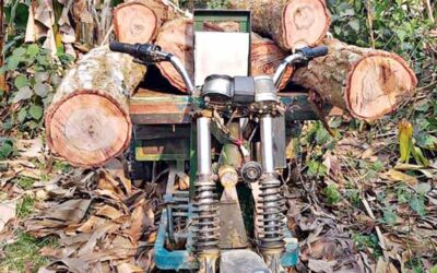 タンガイルサラソウジュの森がゆっくりと予防可能な死を遂げる
