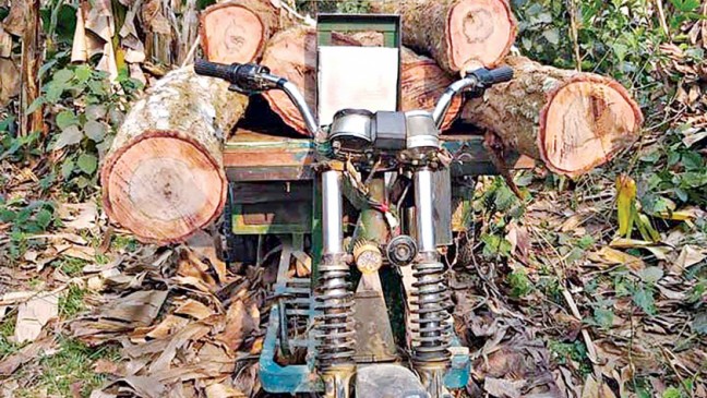 タンガイルサラソウジュの森がゆっくりと予防可能な死を遂げる