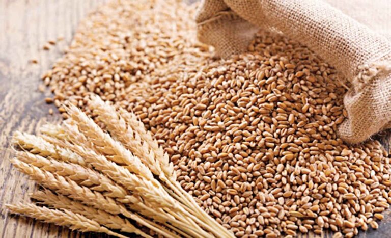 ロシアから5万トンの小麦を購入する政府