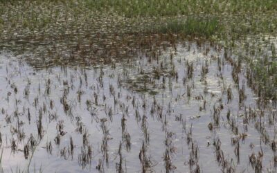 サイクロン ヤアス: 干満の水が引くと農業の被害が顕在化