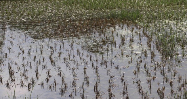 サイクロン ヤアス: 干満の水が引くと農業の被害が顕在化