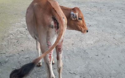 Kurigram、Lalmonirhatで懸念を引き起こしている牛の皮膚炎