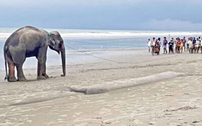 地元の人々はTeknafで立ち往生した象を救います