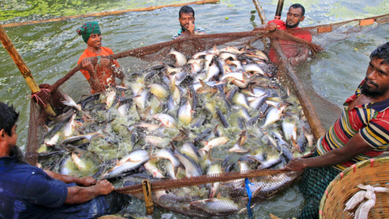 漁獲高増加