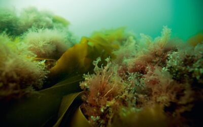 湾内に大量の海洋資源存在