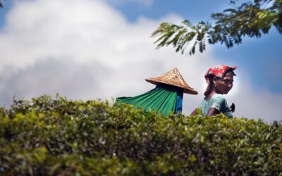 2021年の紅茶生産量過去最高