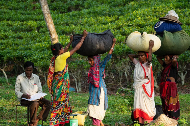 茶葉の需要、生産ともに増加