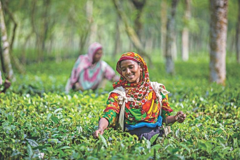 紅茶生産量過去最高