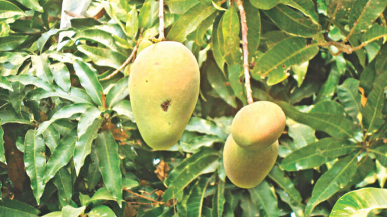 マンゴーの長期収穫計画
