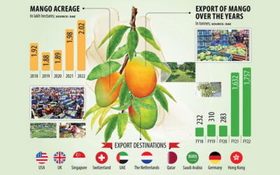 品質向上でマンゴー輸出急増