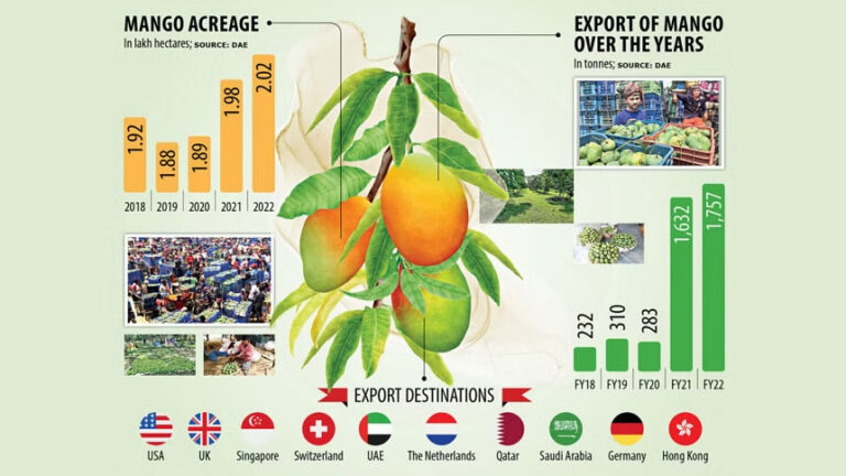 品質向上でマンゴー輸出急増