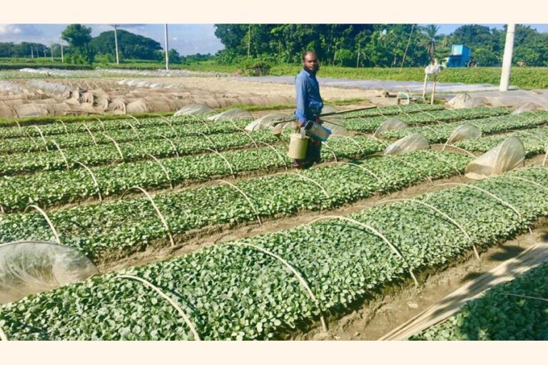 農家は野菜の苗から思わぬ利益を期待している