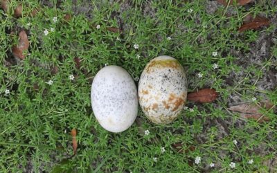 ガビアルのつがい、6回産卵してもまだ赤ちゃんが孵らない