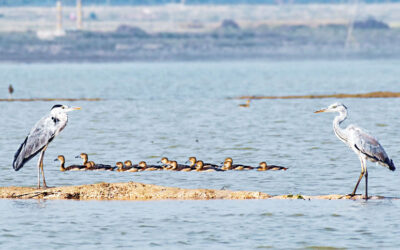 バングラデシュ北部の鳥類の驚異を捉える