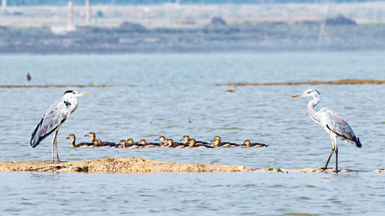 バングラデシュ北部の鳥類の驚異を捉える