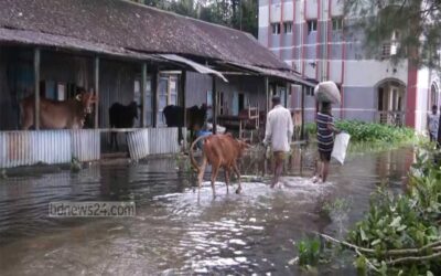 3地区の洪水で5万頭以上の牛が失われた