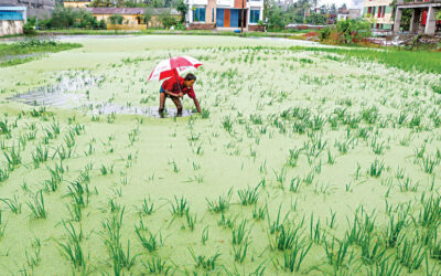 327mmの降雨で農作物が水没、農家は大きな損失を恐れる