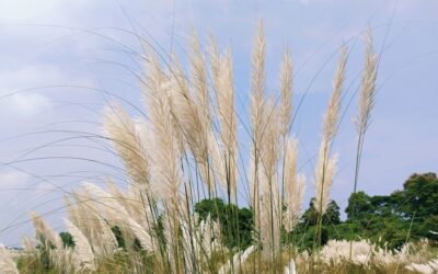 地元ではカシュフルと呼ばれる尾状花序