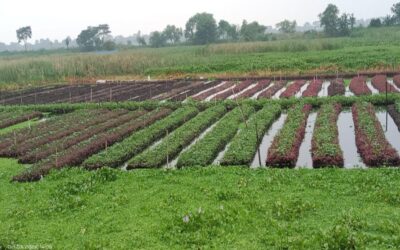 ゴパルガンジで水上野菜栽培が人気に