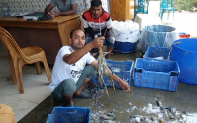 餌代と稚魚不足でエビの生産量が減少