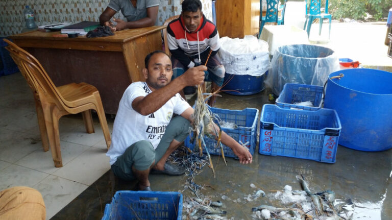 餌代と稚魚不足でエビの生産量が減少