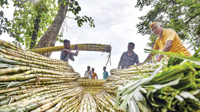 天候不順でインドの砂糖生産と輸出への期待が打ち砕かれる