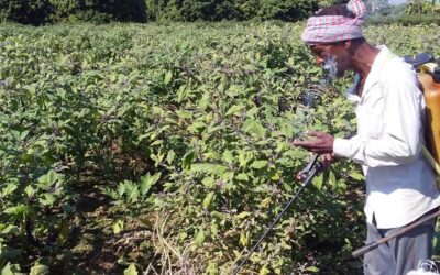 パブナはナスの大量生産を目指す