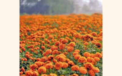 ジャショアの花屋は天候不順にもかかわらず10億タカの花の売上を期待