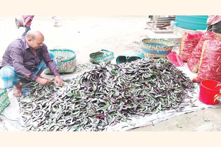 記録的な豆の生産に生産者大喜び