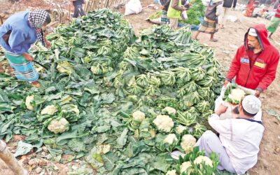 野菜価格が10年ぶりの安値に