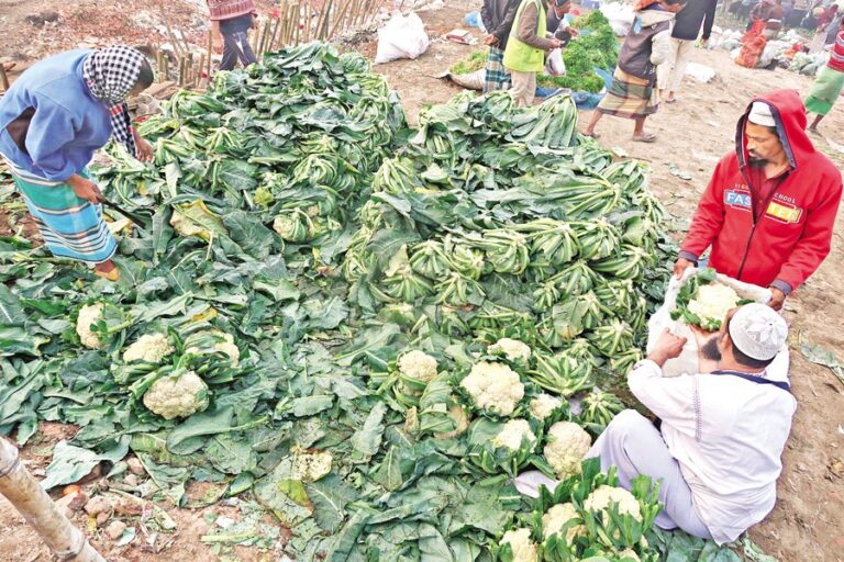 野菜価格が10年ぶりの安値に