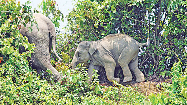 生息地喪失のコスト：人間とゾウの衝突で犠牲者増加