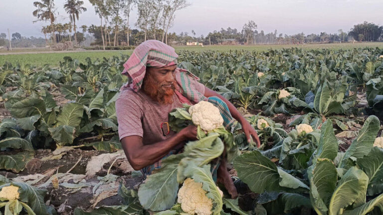 カリフラワーは今や農家にとって重荷