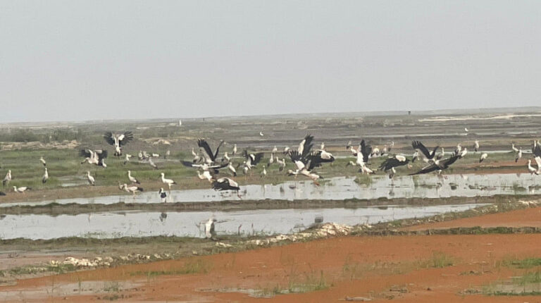 渡り鳥の聖地ではなくなった