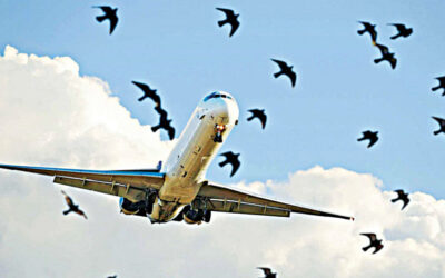 ダッカ空港を鳥の衝突から守る