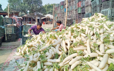 野菜価格の下落で農家は苦戦