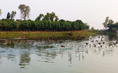 ラムライ・ディギ、渡り鳥の流入を目撃