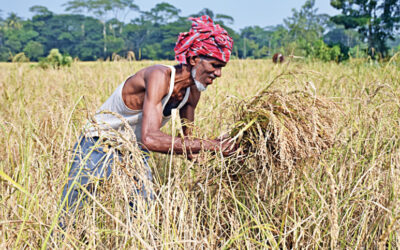 FAO、バングラデシュの米生産量減少を予測