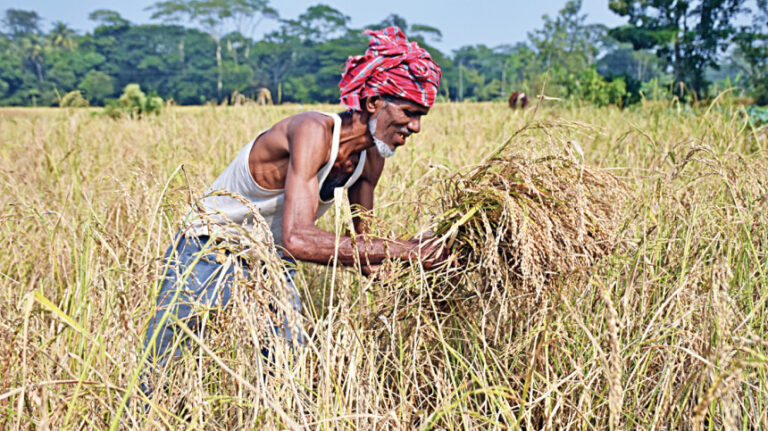 FAO、バングラデシュの米生産量減少を予測