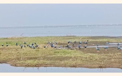 バイカビールが鳥類保護区に変わる